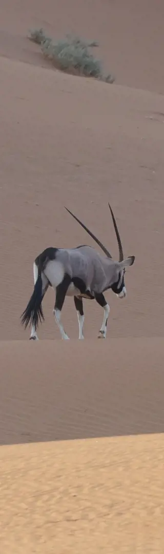 Beeindruckende Oryxantilope